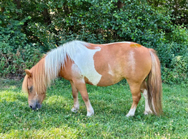 Daisy- A lovely Standard Shetland