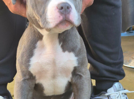 Rocky