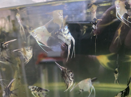 Mixed angel fish for sale