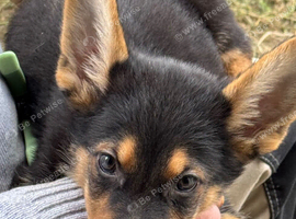 German Shepherd puppies