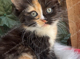 LONG HARED FEMALE CALICO KITTEN