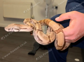 Red Tail Boa constrictor
