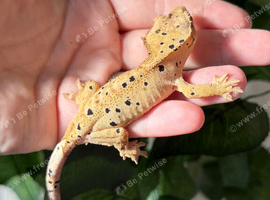 Various Crested Geckos