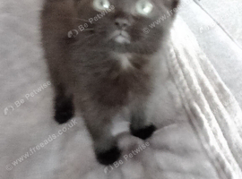 8 Weeks old,Black longish fluffy haired Kitten with blue eyes.