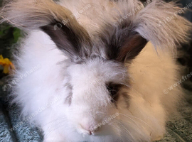 English angora