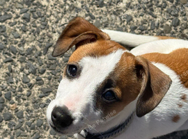Male Jack Russell pup