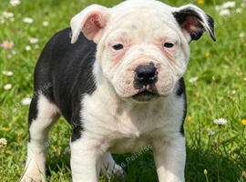 Stunning black pied female staff puppy