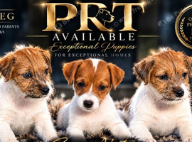 KC REGISTERED Parson russell pups