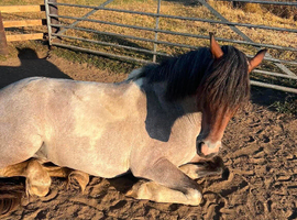 3year old filly