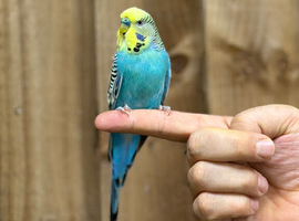 Budgies