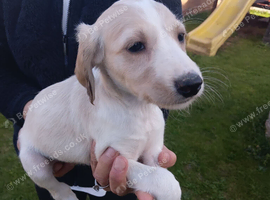 Saluki puppies kc registered