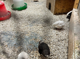 Black & white coturnix quail + hatching eggs available