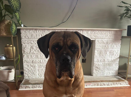 6 year old male cane corso looking for an forever home.