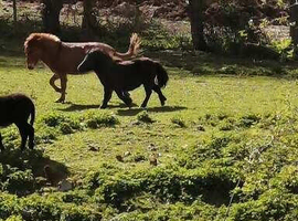 Miniature shetland mare