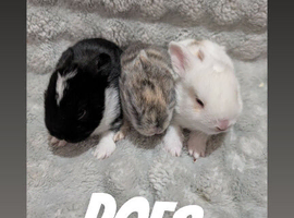 Mini lop x baby