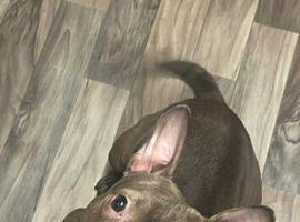 Roxy is a micro pocket bulldog