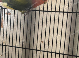 Male lovebird