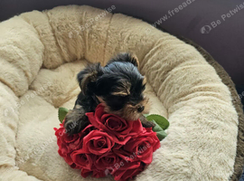 Lovely puppies for sale