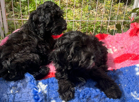 Beautiful  cockpoo boys ready to go! Fully vaccinated!