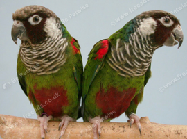 Rare grey Breasted Conures