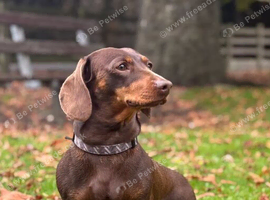 Dachshund boy 4 years old
