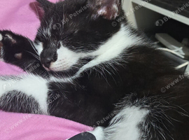 9 week old black and white kitten