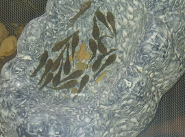 Baby bristlenose plecos