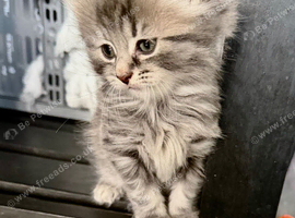 Female longhaired Ragdoll cross
