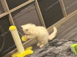 White Male Persian Chinchilla
