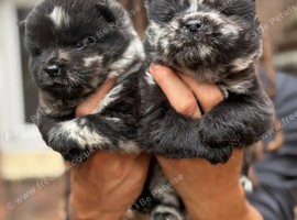 Adorable Fluffy Chow Chow Puppies &ndash; Forever Homes