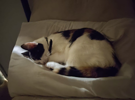 Selling multiple cats