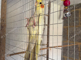Hen Cockatiel