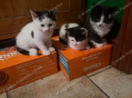 Beautiful Loving Kittens for Sale