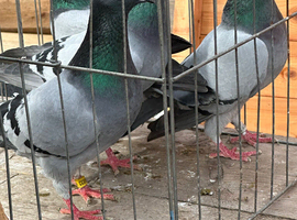 Pigeons for sale