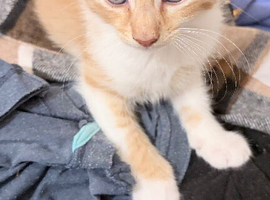 Kitten need a forever home