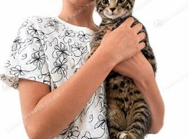 kitten