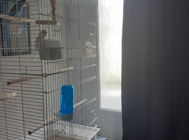 2 budgies