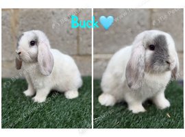 Pure breed mini lop bucks