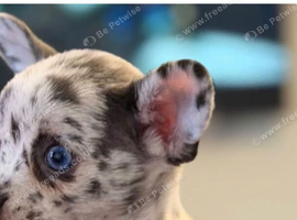 1 leftMerle female chihuahuas