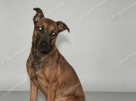 Belgian Shepherd Female