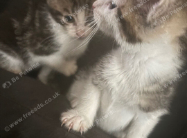 Kitten's for sale leeds