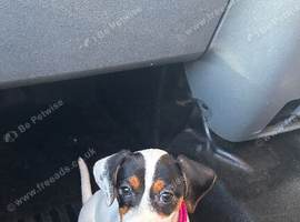5 month old jack russell &pound;200 - needs a new home