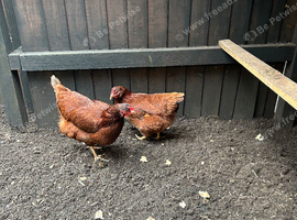 2xPoint of lay Chickens