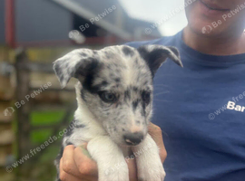 2 Blue Merle Bitch pups