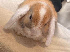 Pure breed mini lops