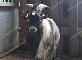 Intact male Pgymy goat for sale