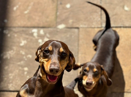 Dachound