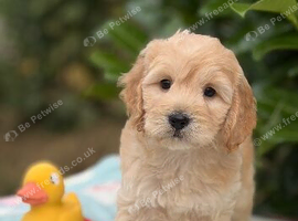 READY NOW SHOW QUALITY TOY F1 COCKERPOOS