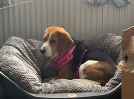 Female beagle