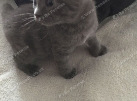 Only 3 kittens available